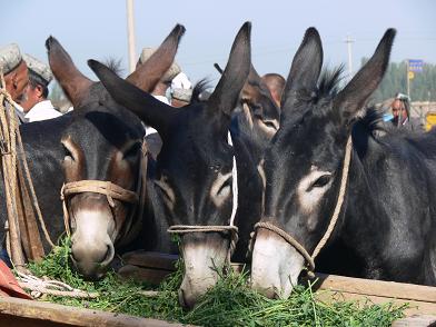 Images_Site/20060807_kashgar_marche_aux_animaux.jpg