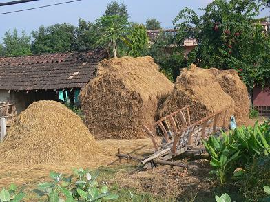 20061104_village_terai.jpg